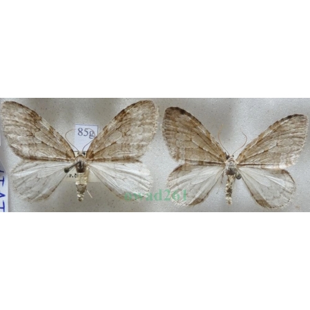 Epirrita dilutata (Denis & Schiffermüller, 1775) pair Paśnik rozmytek Czech85g
